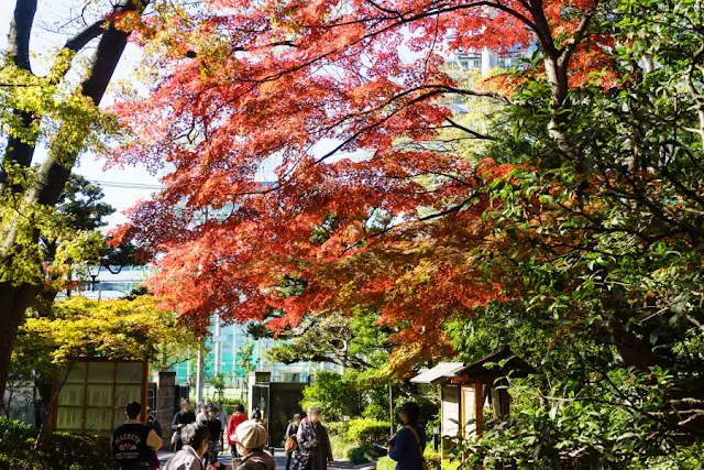 小石川後楽園（東京都文京区）の紅葉