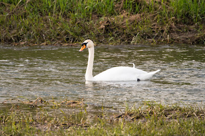 Swan Photo