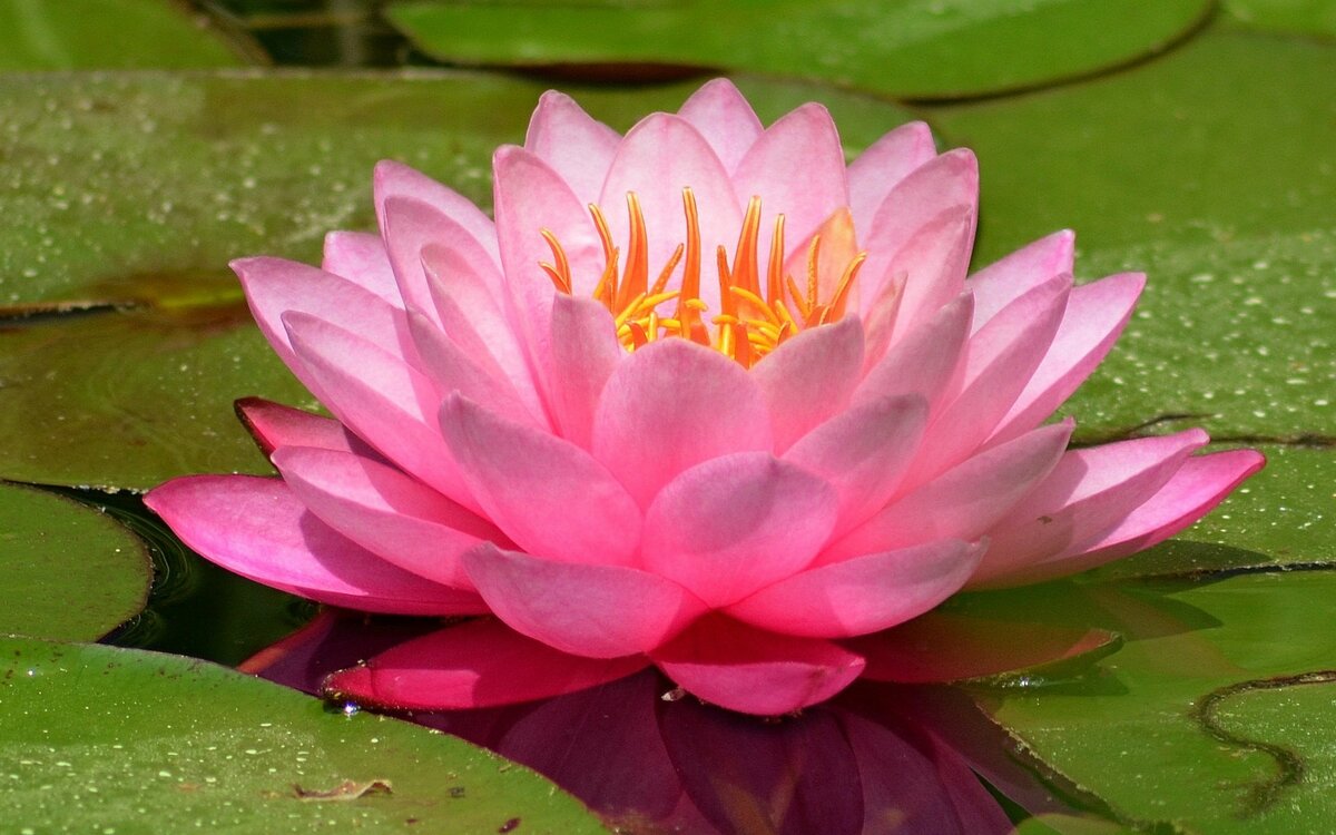Lotus Flower Images, Pictures Download - Lotus Flower Images, Pictures Download - Lotus flower NeotericIT.com