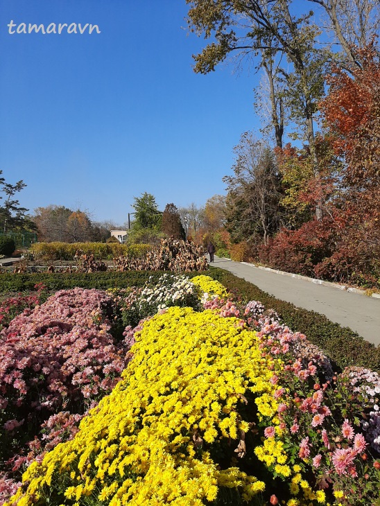 В ботаническом саду (20 октября): хризантемы