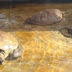 Liberadas cuatro tortugas verdes