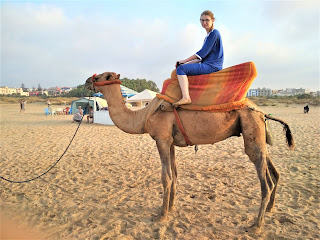 wielbłąd, camel