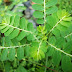 Plantas Medicinais: Phyllanthus niruri L. (quebra-pedra) 