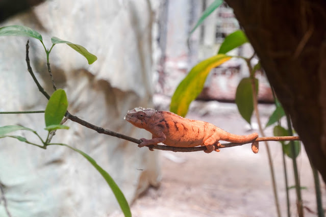 【富國島】觀光．越南最大野生動物園，近距離接觸動物｜Vinp