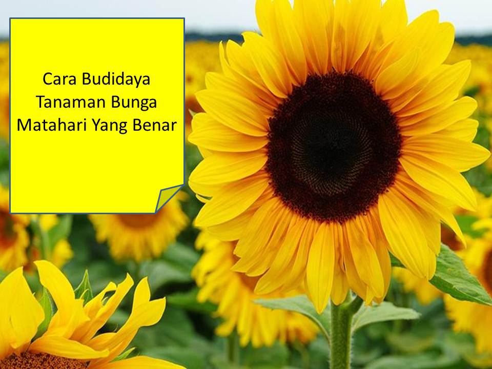 Cara Budidaya Tanaman Bunga Matahari Yang Benar Jual 