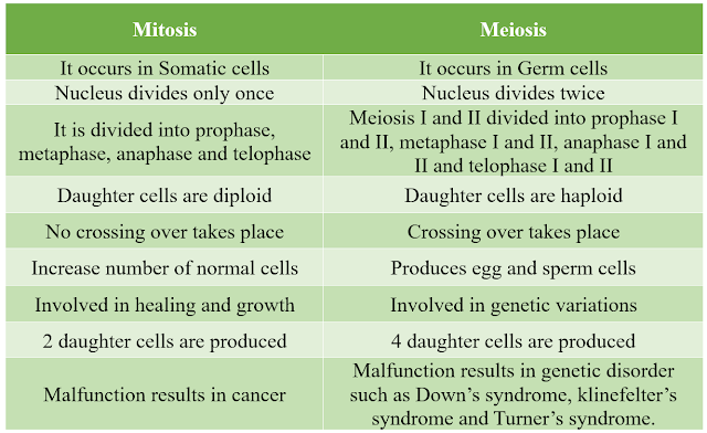Difference between mitosis and meiosis chart