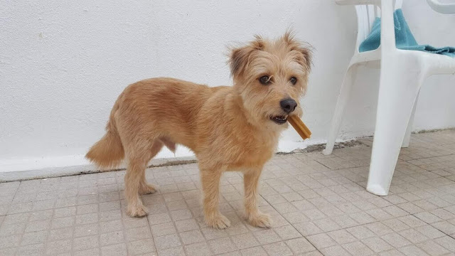 O nosso cãozinho Cookie