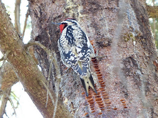 Pic maculé - Sphyrapicus varius 