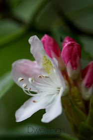 Mountain Rhododendron