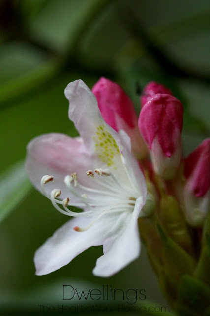 Mountain Rhododendron