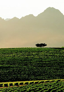 DeWaals Top of the Hill Pinotage vineyard