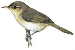 Cryptic Warbler