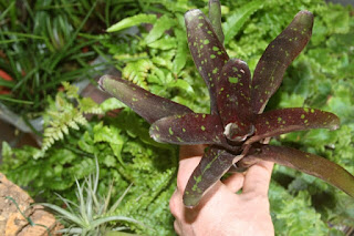 neoregelia morada