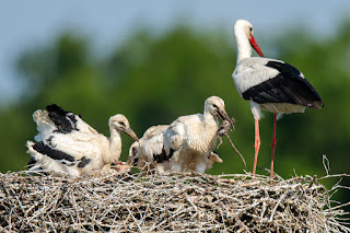 Wildlifefotografie Weißstorch Jungstörche Lippeaue Olaf Kerber