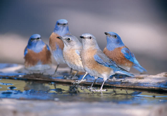 Blue Birds picture