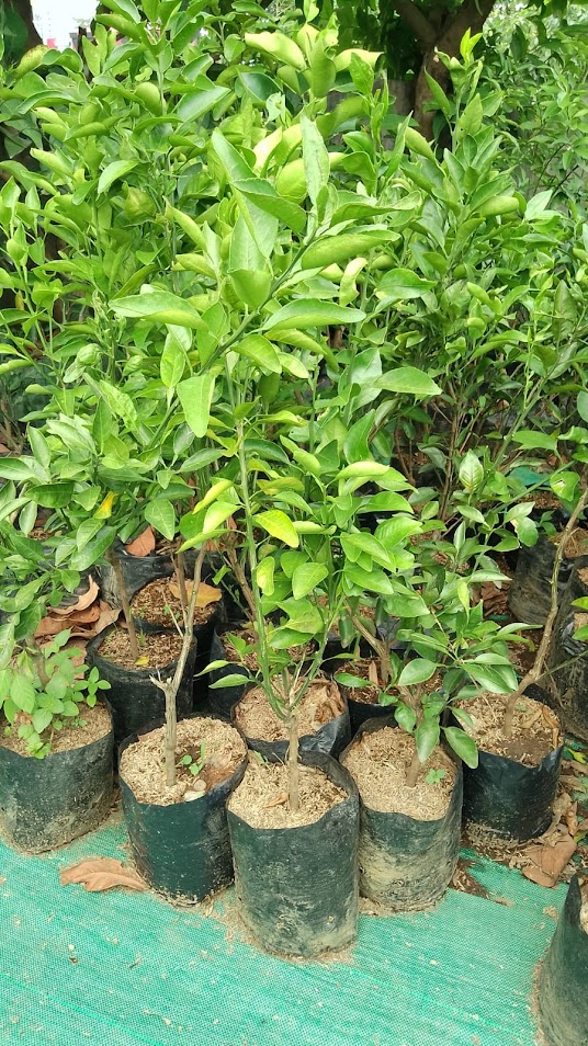 jual tanaman bibit jeruk keprok brazil cepat berbuah jayapura Banda Aceh