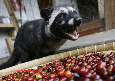 Kopi Luwak, Bagaimana Cara Membuatnya?