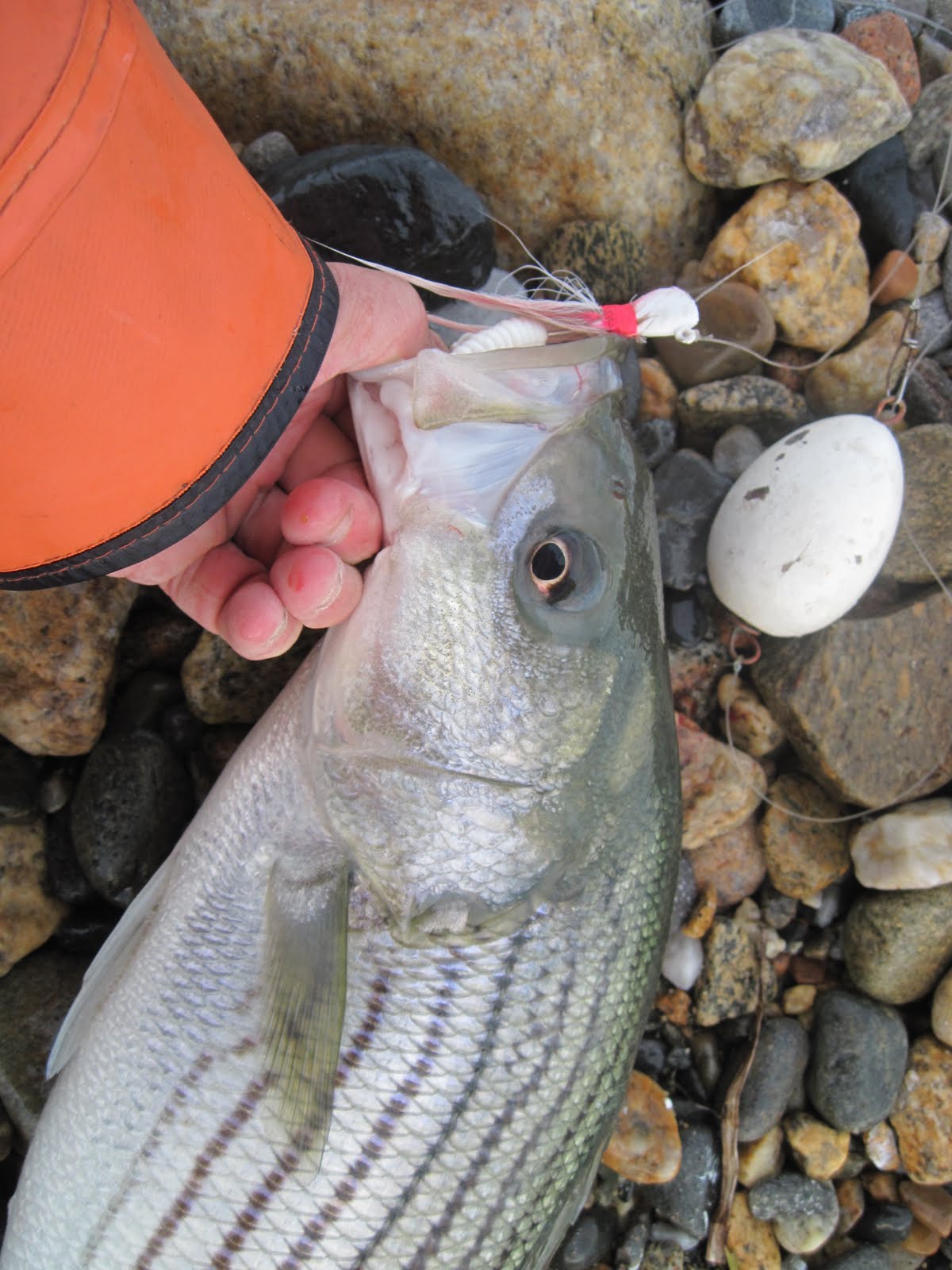 Rhode Island Striped Bass: Float 'n' Jig Scoring in White Water