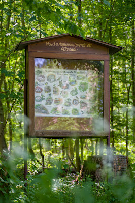 Wald- und Wiesenstorchenweg an der Queich Wandern Südliche Weinstraße Offenbach 14