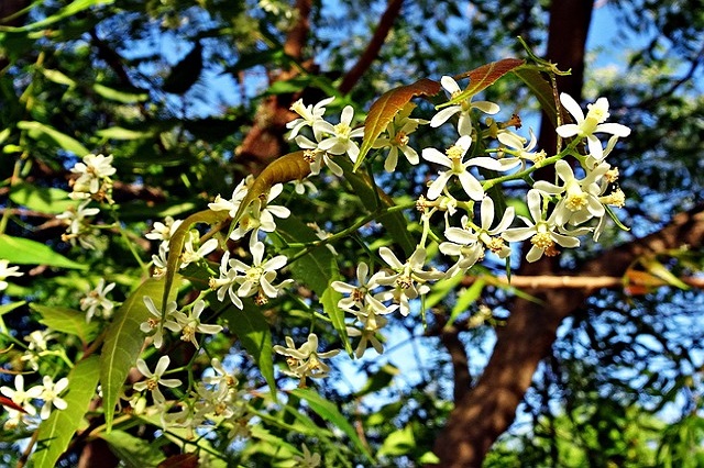 gambar daun bunga pohon mimba azadirachata