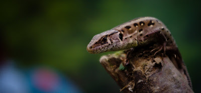 alexandru hategan, soparla, fotografie, mures, poze, tablou, verde, primavara, 1 mai, lizard