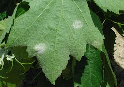 Mildiu (Plasmopara viticola)