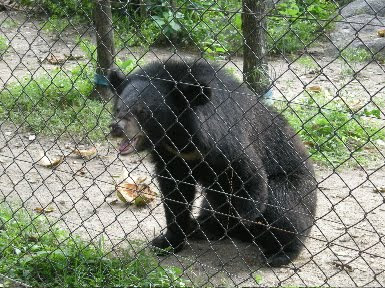 zoo animals in cages