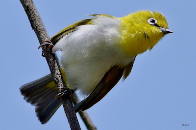 "Rare bird species of Mount Abu"