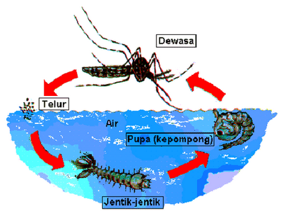 Dengue Patrol Smk Ayer Baloi Kitaran Hidup Nyamuk