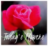 http://anenglishgirlrambles.blogspot.com/2015/12/todays-flowers-377-december-18th-2015.html