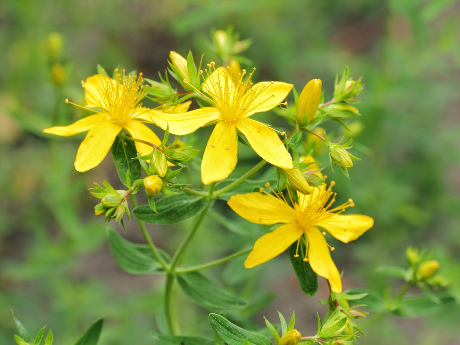  HYPERICUM  PERFORATUM - ஹைபெரிகம் பெர்ப்போரேடம்