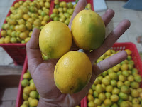 Lemon: Sumber Kelezatan dan Manfaat Kesehatan yang Tak Terbantahkan