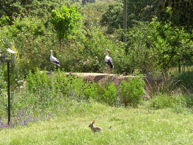 "Día Europeo de los Parques" en el Centro de Educación Ambiental Casa de Campo