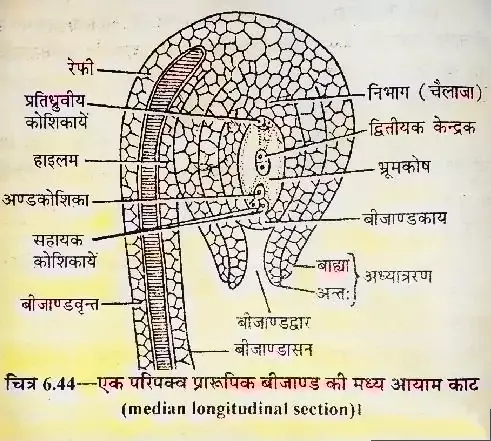 परिपक्वं बीजाण्ड की संरचना एवं बीजाण्ड के प्रकार ( Structure of Mature Ovule and types of Ovule )