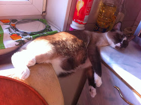 Funny cats - part 92 (40 pics + 10 gifs), cat can sleep everywhere