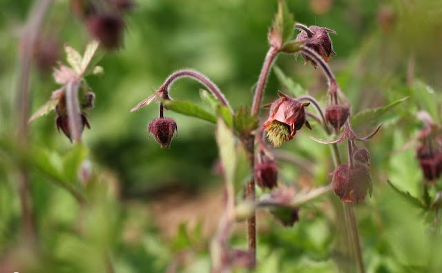 Geum Rivale Flowers Pictures
