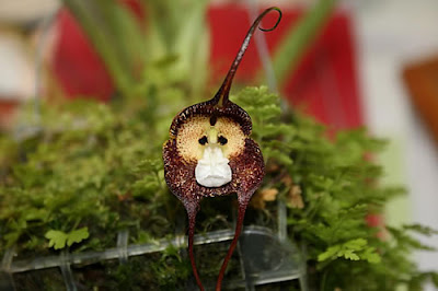 The Monkey Orchid Dracula Simia