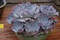 Echeveria shaviana - Mexican hens care and culture