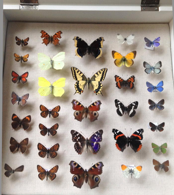 box of mounted butterflies