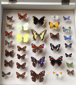 box of mounted butterflies