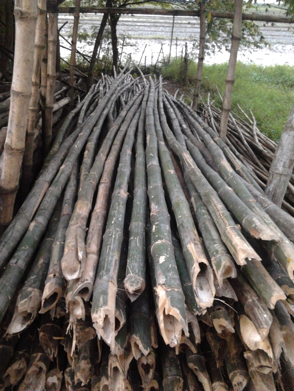  JUAL  BAMBU  BONGKOTAN Damarsi Sidoarjo GALANGAN BAMBU 