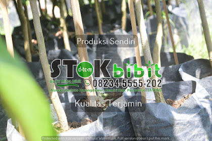 Mentha                                      tanaman mints