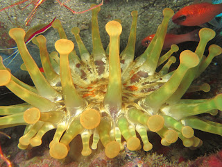 Anemone in Tenerife