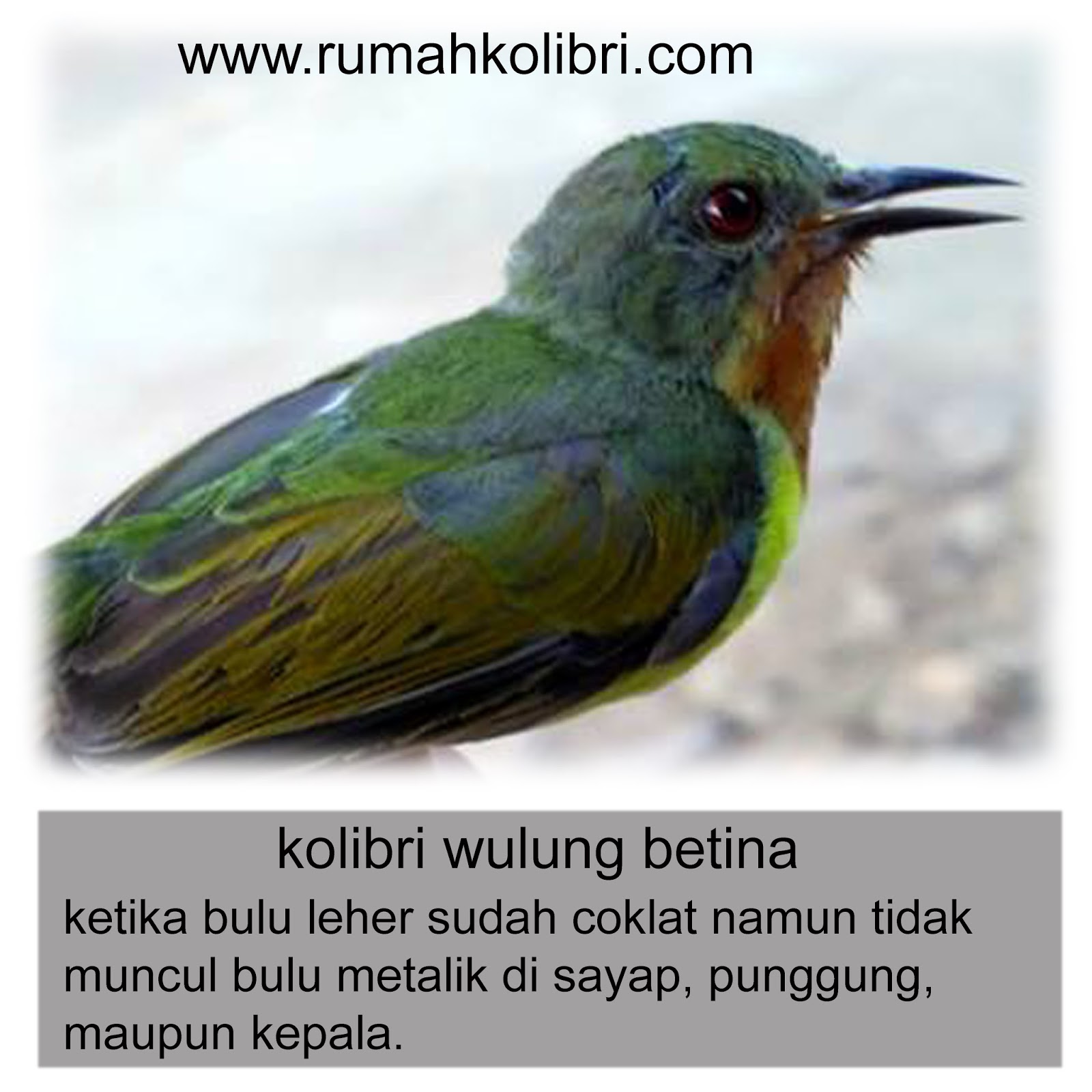 Download Gambar Burung Anis Wulung Pickini