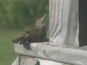 house wrens