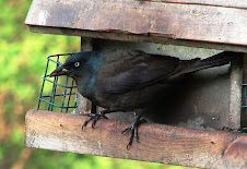 The Adult Grackle