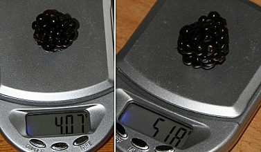 Blackberry Black Cascade berry weight