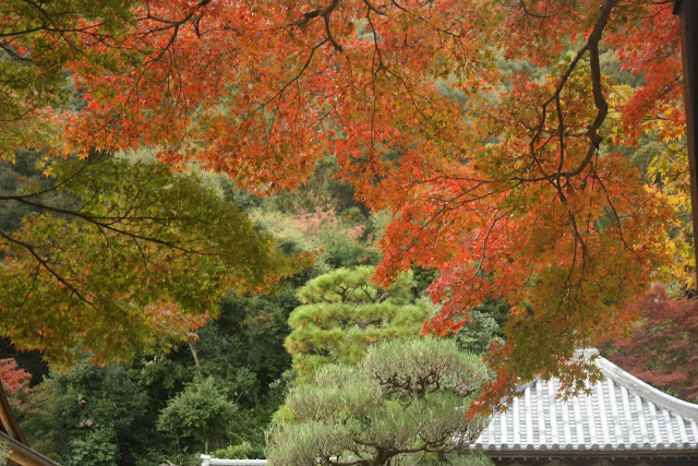 二尊院本堂附近紅楓