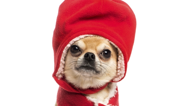 63+ Memes De Chihuahuas Con Frio