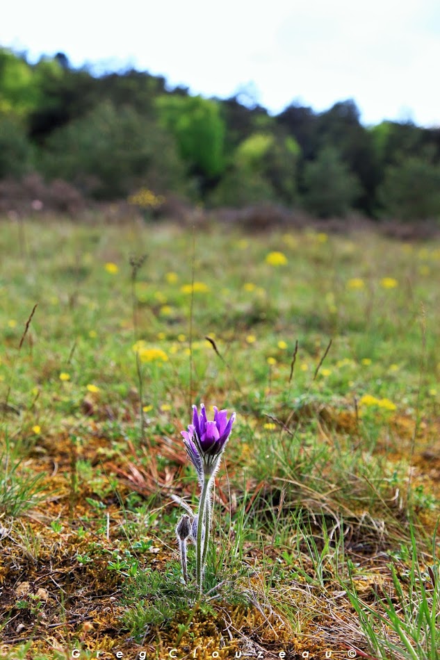 Pulsatilla vulgaris, l'Anémone pulsatilleRéserve Biologique de Chanfroy